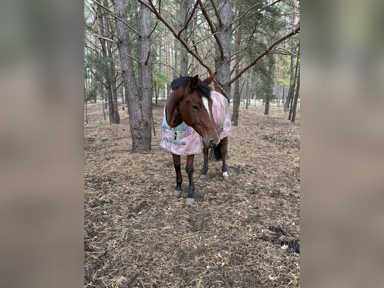 Oldenbourg Jument 6 Ans 163 cm Bai cerise in Kobylniki