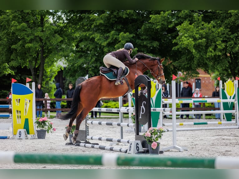 Oldenbourg Jument 6 Ans 163 cm Bai cerise in Kobylniki