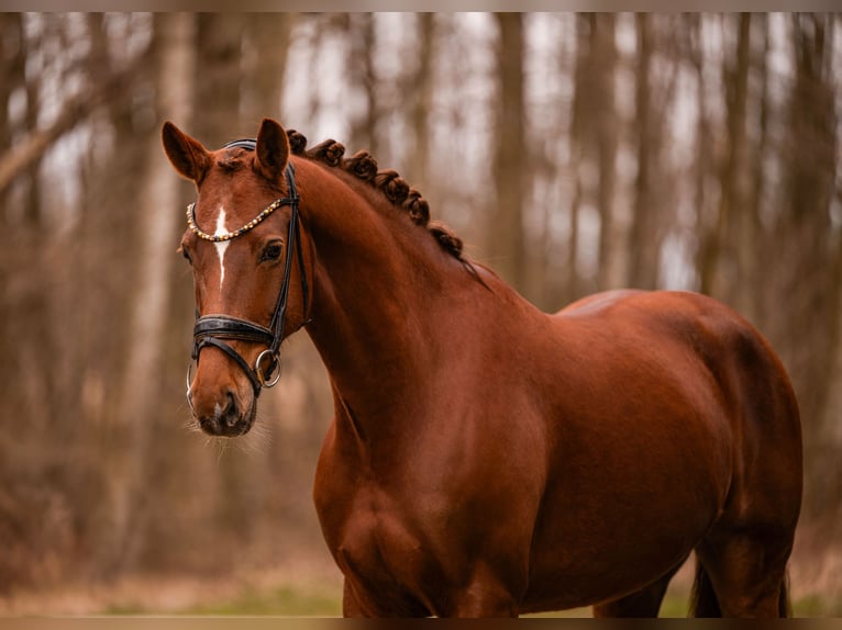 Oldenbourg Jument 6 Ans 164 cm Alezan brûlé in Wehringen