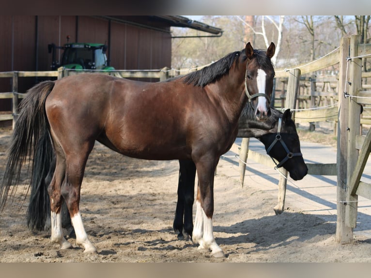 Oldenbourg Jument 6 Ans 164 cm Alezan in Radeburg