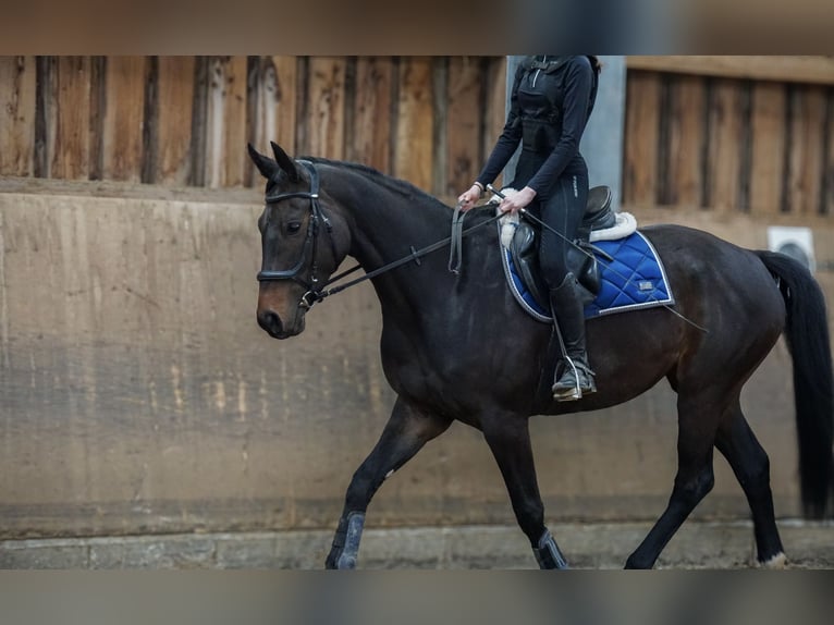 Oldenbourg Jument 6 Ans 164 cm Bai brun in Traunstein