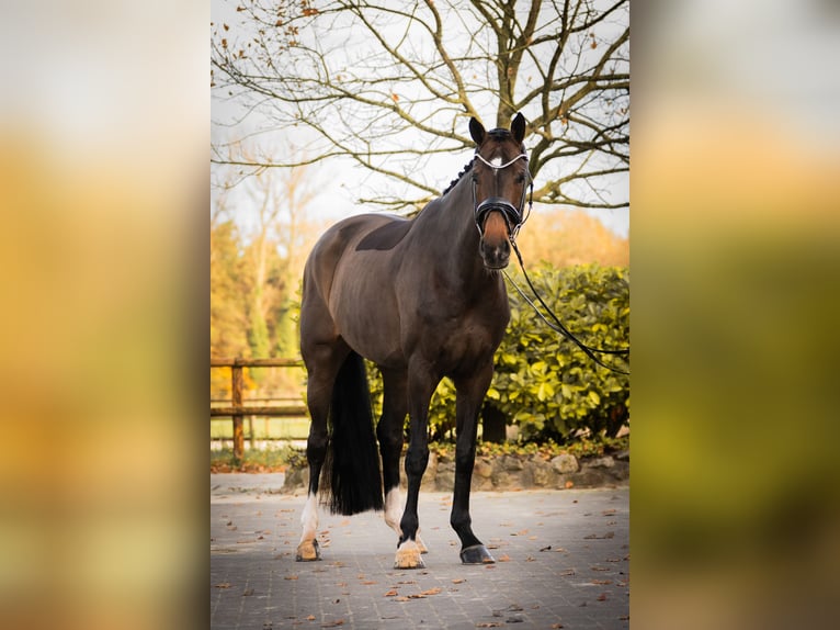 Oldenbourg Jument 6 Ans 164 cm Bai brun in Horstmar