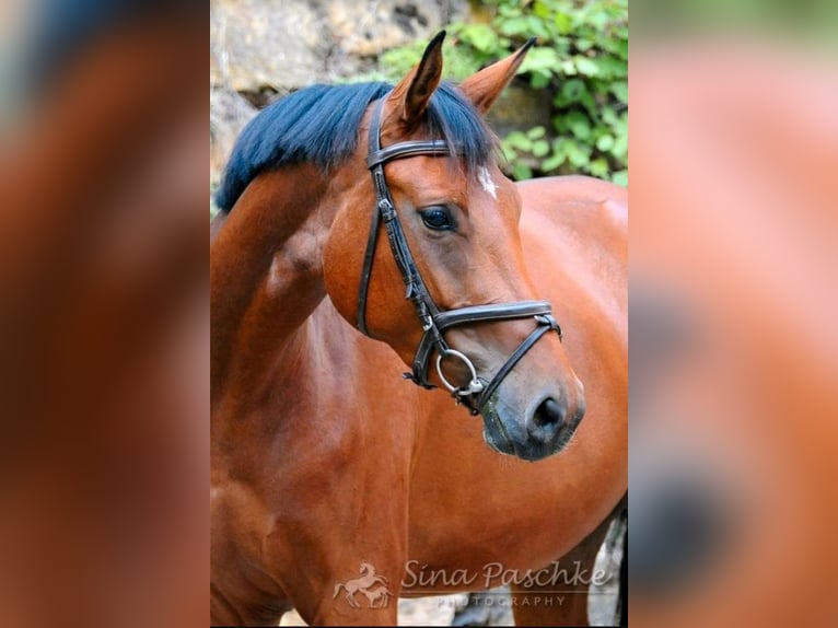 Oldenbourg Jument 6 Ans 164 cm Bai in Schwieberdingen