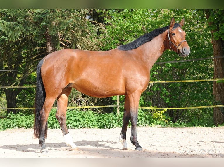 Oldenbourg Jument 6 Ans 164 cm Bai in Schwieberdingen