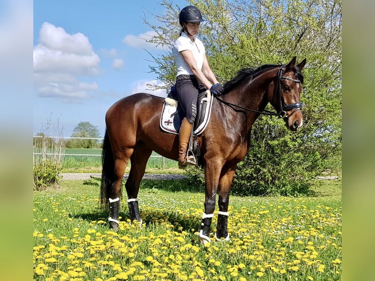 Oldenbourg Jument 6 Ans 164 cm Bai in Fredericia