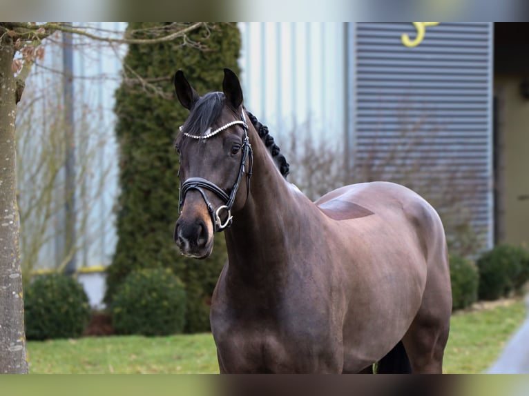 Oldenbourg Jument 6 Ans 164 cm Noir in Schwäbisch Hall