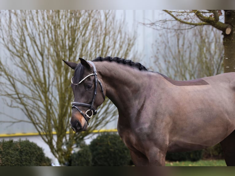 Oldenbourg Jument 6 Ans 164 cm Noir in Schwäbisch Hall
