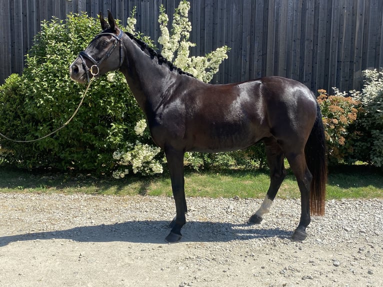 Oldenbourg Jument 6 Ans 164 cm Noir in Ludon medoc