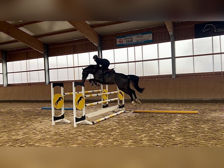 Oldenbourg Jument 6 Ans 165 cm Bai brun in Polzow