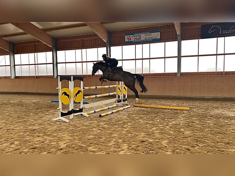 Oldenbourg Jument 6 Ans 165 cm Bai brun in Polzow