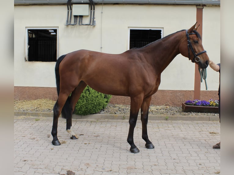 Oldenbourg Jument 6 Ans 165 cm Bai in Bleicherode