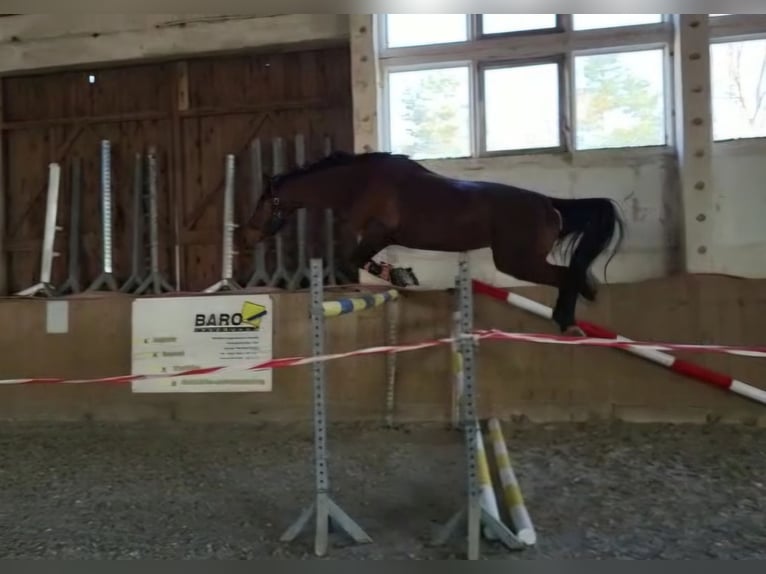 Oldenbourg Jument 6 Ans 165 cm Bai in Bülstringen