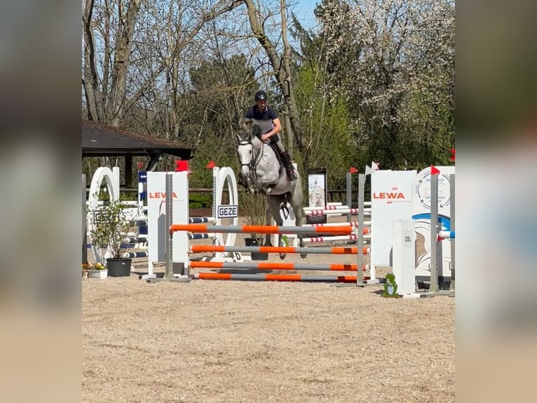 Oldenbourg Jument 6 Ans 165 cm Gris in Weil der Stadt