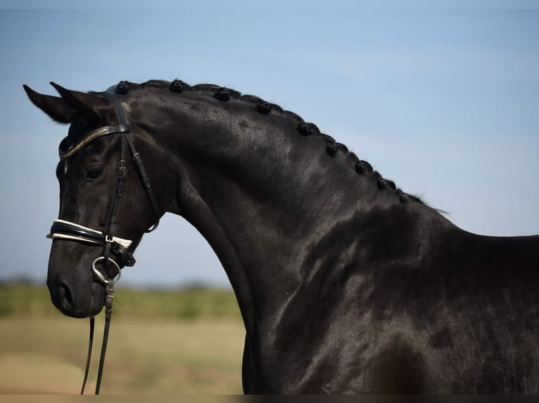 Oldenbourg Jument 6 Ans 165 cm Noir in Cegléd