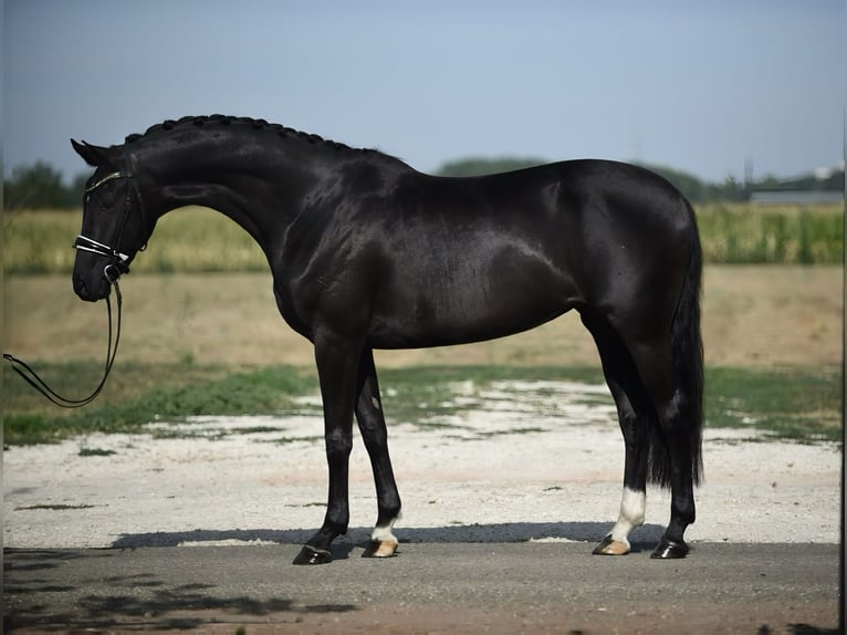 Oldenbourg Jument 6 Ans 165 cm Noir in Cegléd