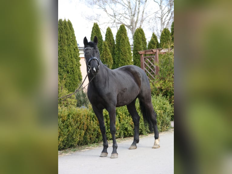 Oldenbourg Jument 6 Ans 165 cm Noir in Rothenburg/Oberlausitz