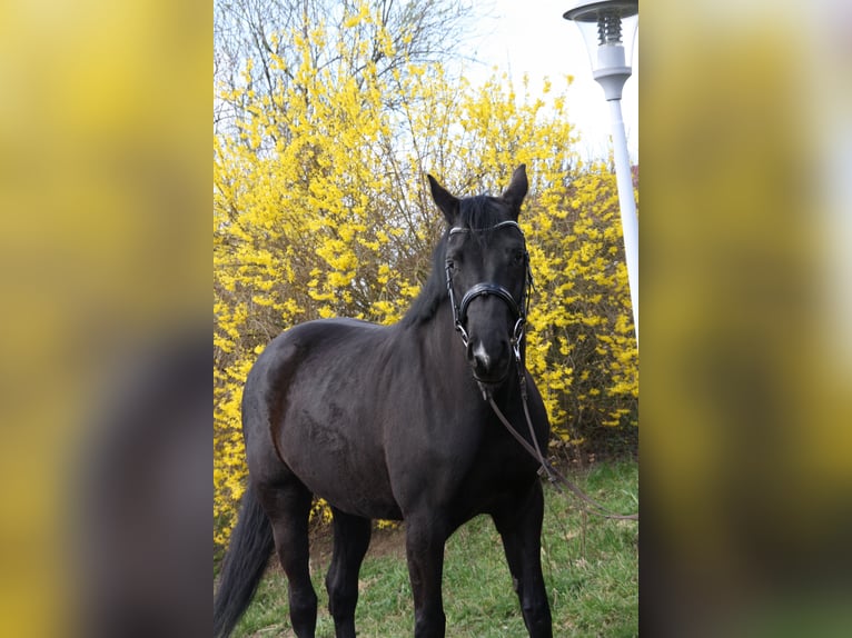 Oldenbourg Jument 6 Ans 165 cm Noir in Rothenburg/Oberlausitz