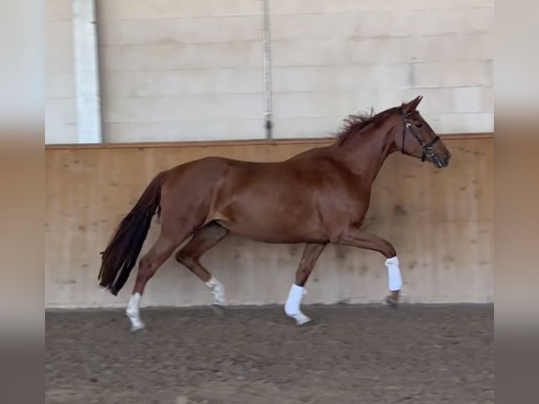 Oldenbourg Jument 6 Ans 166 cm Alezan in Michaelisbruch