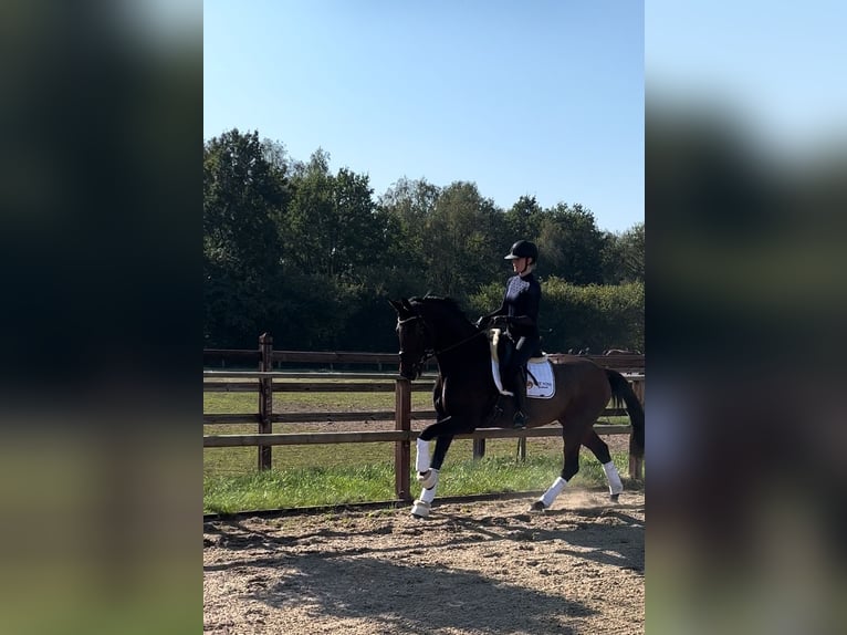 Oldenbourg Jument 6 Ans 166 cm Bai brun in Blunk