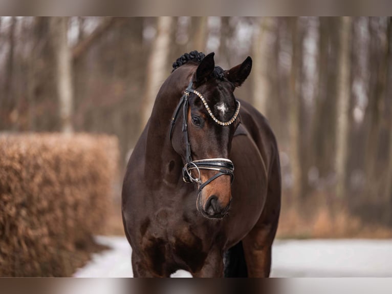 Oldenbourg Jument 6 Ans 166 cm Bai brun in Wehringen