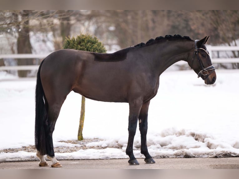 Oldenbourg Jument 6 Ans 166 cm Bai brun in Wehringen