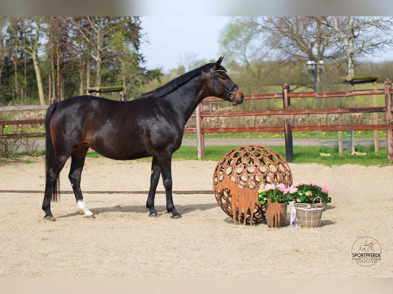 Oldenbourg Jument 6 Ans 166 cm Bai brun in Blunk