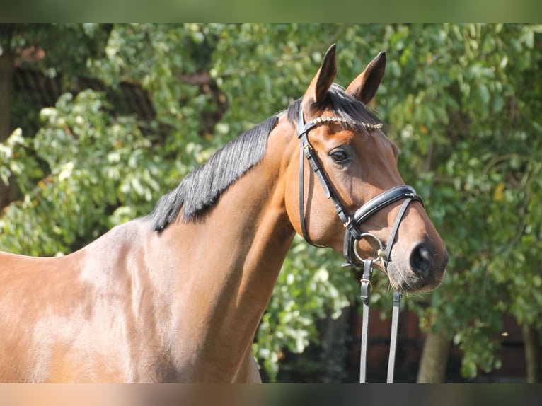 Oldenbourg Jument 6 Ans 166 cm Bai in Bakum