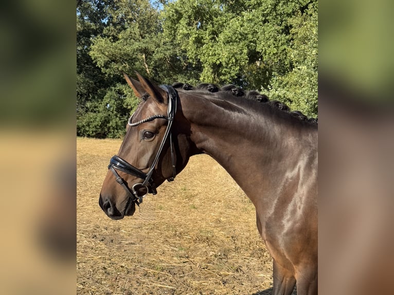 Oldenbourg Jument 6 Ans 167 cm Bai brun in L&#xF6;ningen