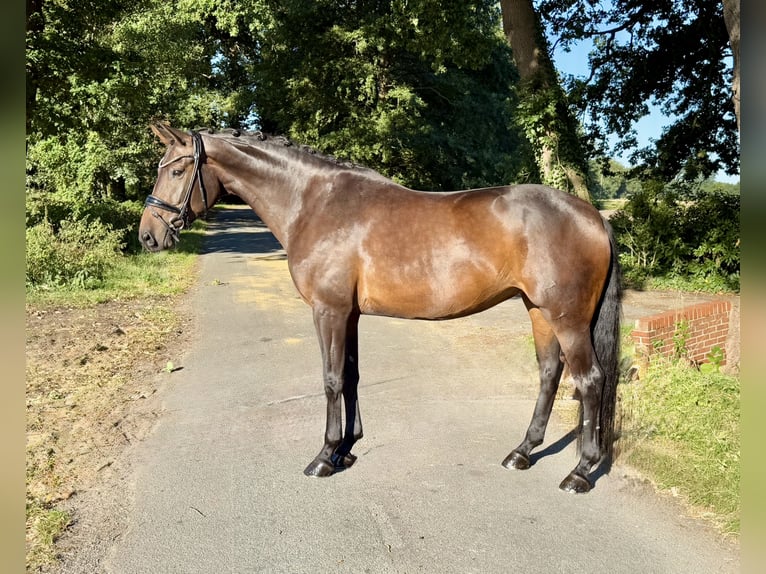 Oldenbourg Jument 6 Ans 167 cm Bai brun in L&#xF6;ningen