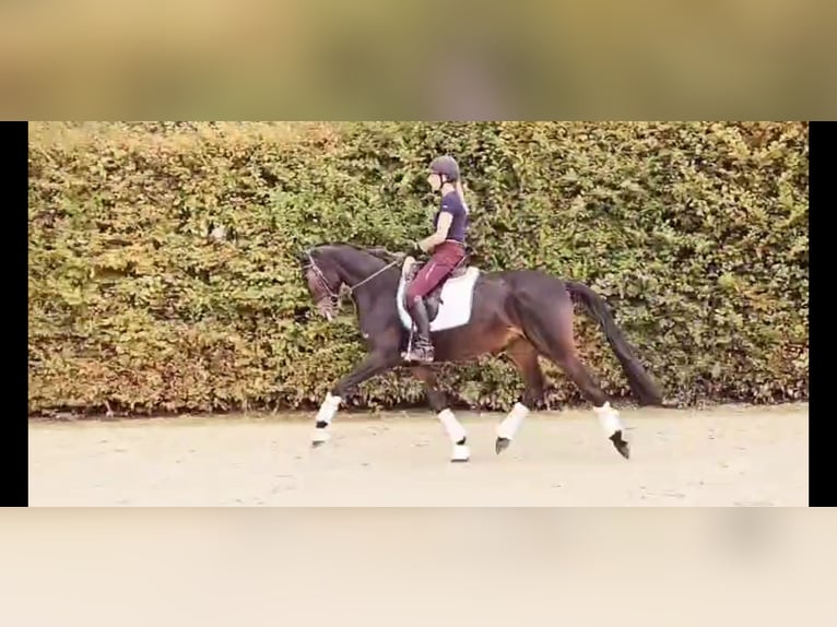 Oldenbourg Jument 6 Ans 167 cm Bai brun in Sprockhövel