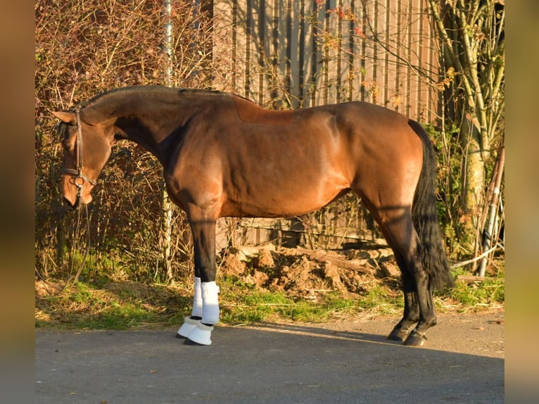 Oldenbourg Jument 6 Ans 167 cm Bai in Geilenkirchen