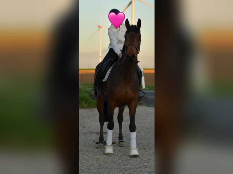Oldenbourg Jument 6 Ans 167 cm Bai in Geilenkirchen