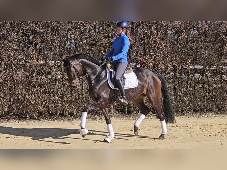 Oldenbourg Jument 6 Ans 167 cm Bai in Sprockhövel