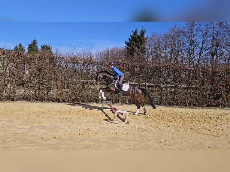 Oldenbourg Jument 6 Ans 167 cm Bai in Sprockhövel