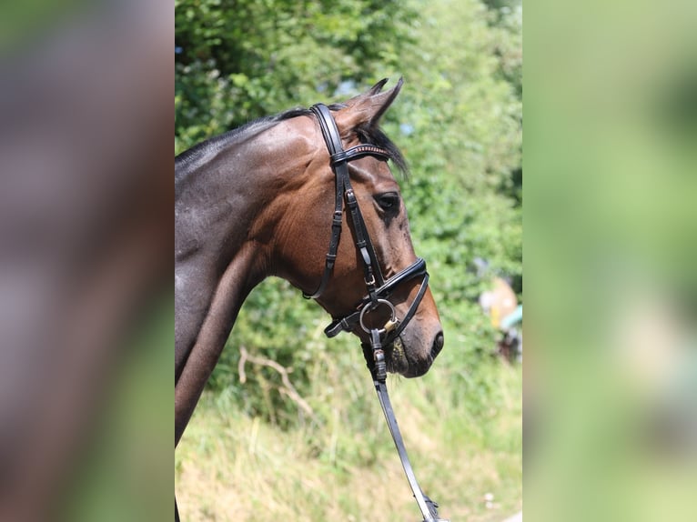 Oldenbourg Jument 6 Ans 167 cm Bai in Sprockhövel