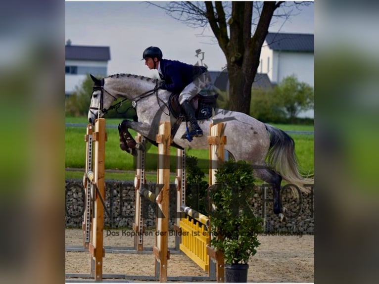 Oldenbourg Jument 6 Ans 167 cm Gris in Ingolstadt