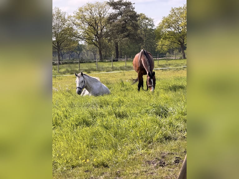 Oldenbourg Jument 6 Ans 167 cm Gris pommelé in Westerstede