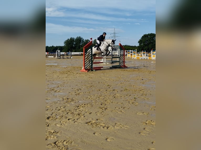 Oldenbourg Jument 6 Ans 167 cm Gris pommelé in Westerstede
