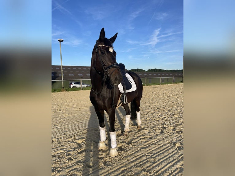 Oldenbourg Jument 6 Ans 167 cm Noir in Overath