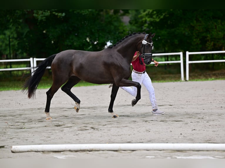 Oldenbourg Jument 6 Ans 167 cm Noir in Goldbeck