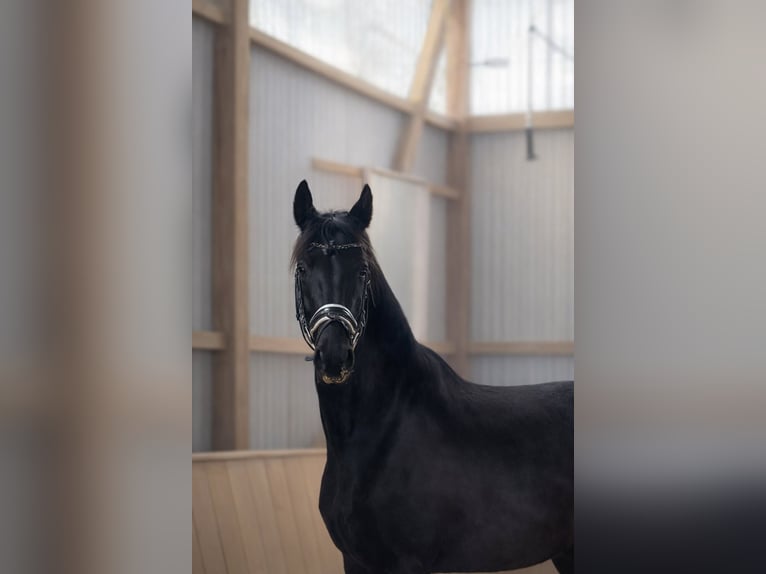 Oldenbourg Jument 6 Ans 167 cm Noir in Fuldabrück