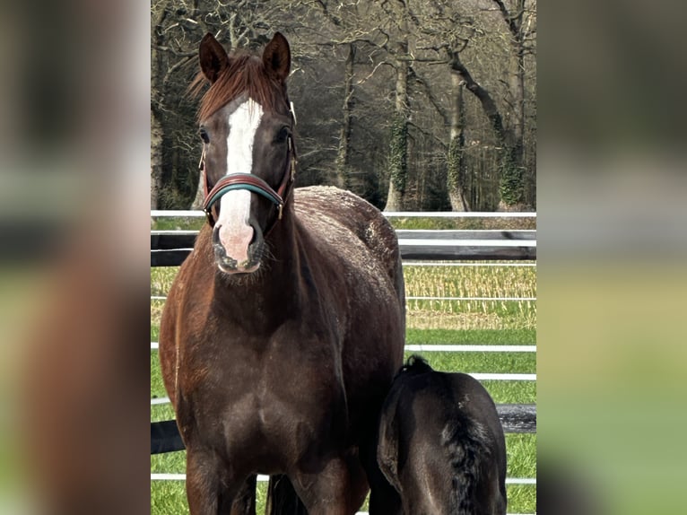 Oldenbourg Jument 6 Ans 168 cm Alezan brûlé in Vechta