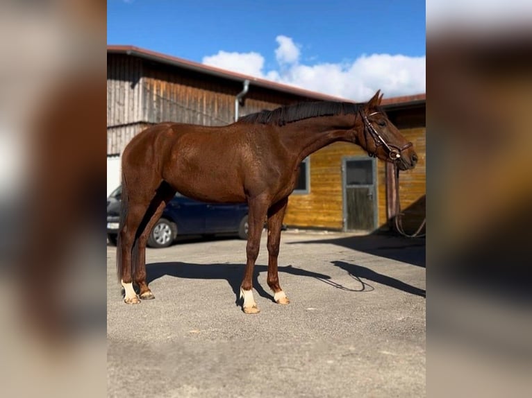 Oldenbourg Jument 6 Ans 168 cm Alezan brûlé in Minden