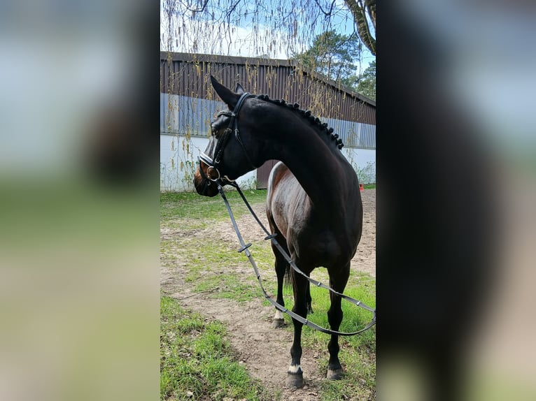 Oldenbourg Jument 6 Ans 168 cm Bai brun in Barenburg