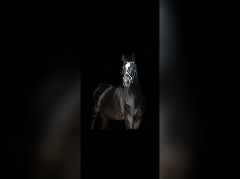 Oldenbourg Jument 6 Ans 168 cm Bai brun in Nordenham