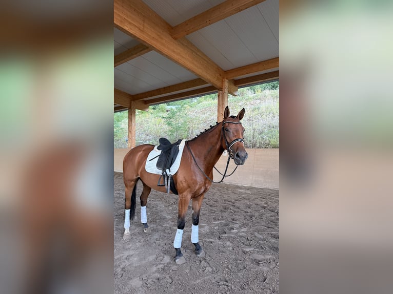 Oldenbourg Jument 6 Ans 168 cm Bai in Berglen