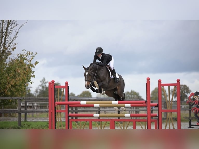 Oldenbourg Jument 6 Ans 168 cm Bai in Dronten