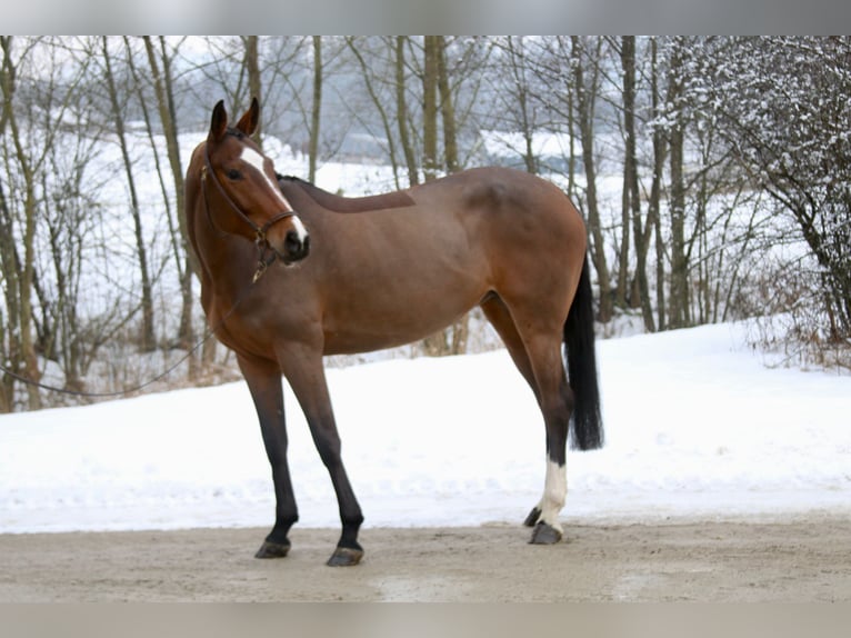 Oldenbourg Jument 6 Ans 168 cm Bai in Erharting