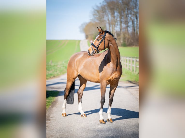 Oldenbourg Jument 6 Ans 168 cm Bai in Bramsche