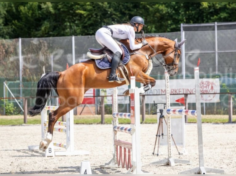 Oldenbourg Jument 6 Ans 168 cm Bai in Simmershofen